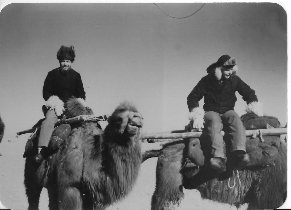 Robert Goodwin and a SACO colleague on camels native to the Gobi Desert.
