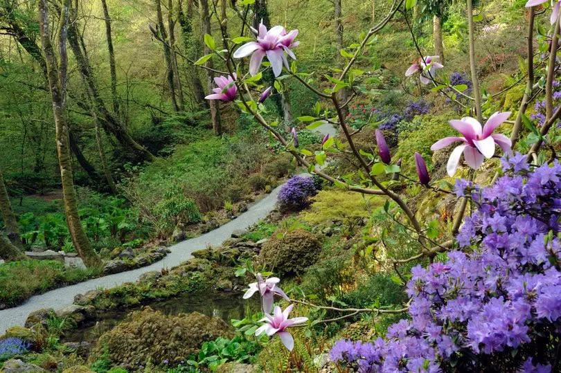 The Lower Valley in Spring featuring Magnolia Apollo