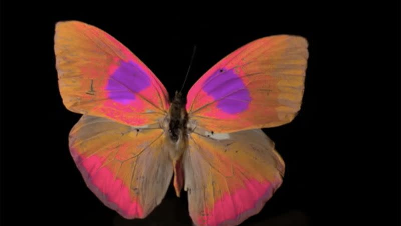 Museum specimen of a Phoebis philea butterfly in avian RNL false colors. A new camera can take videos of natural life and convert them to the different color spectrums animals use. 