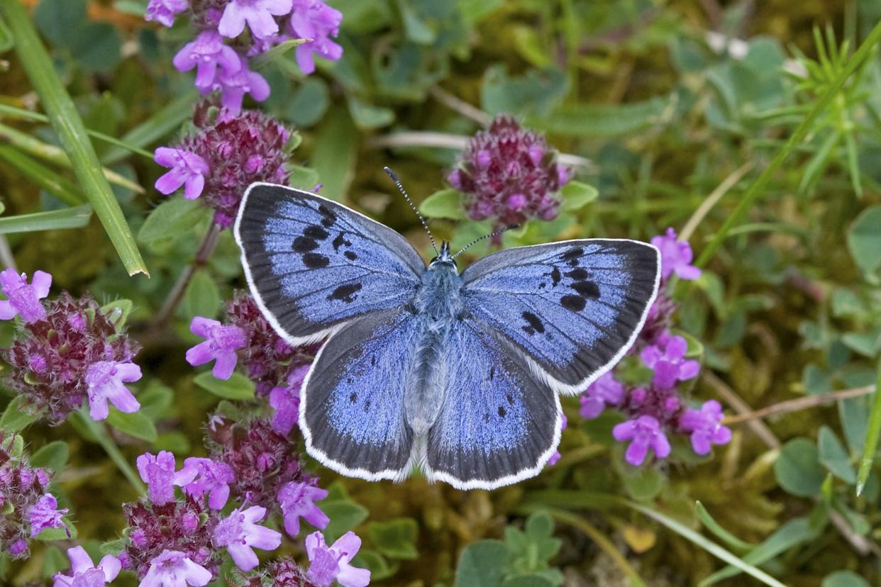 Large Blue butterflies are no longer critically endangered (Keith Warmington/Butterfly Conservation/PA)