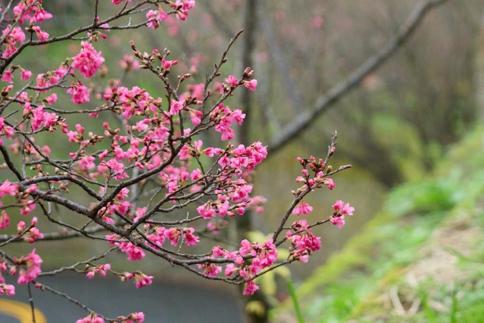 中和烘爐地（圖片來源：新北市政府綠美化環境景觀處）