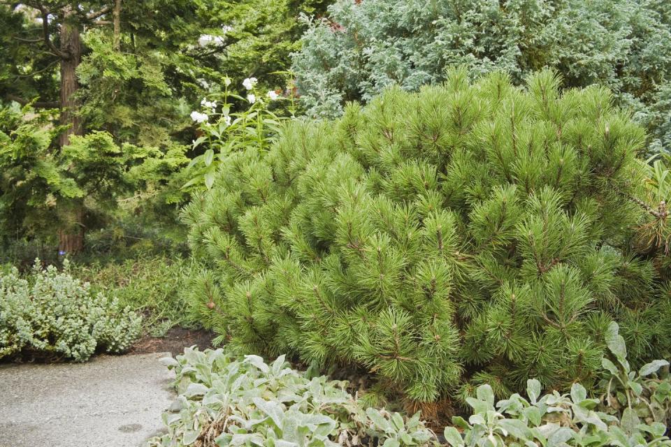 Mugo Pine (Pinus mugo var. Mugo)