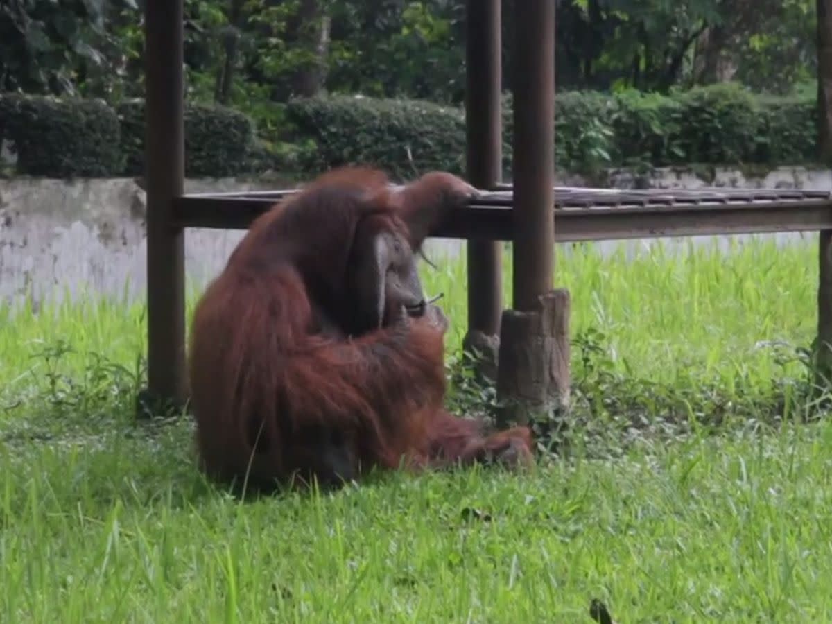 紅毛猩猩抽煙印尼動物園挨批