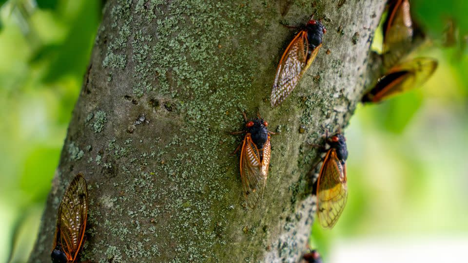Cicadas don't bite or sting. - Jason Whitman/NurPhoto/Shutterstock