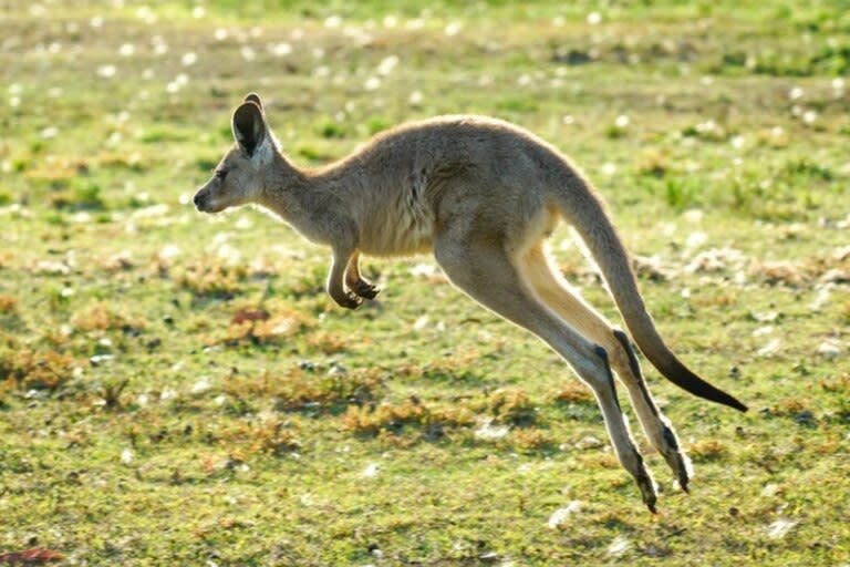Los canguros se cuentan por millones en Australia
