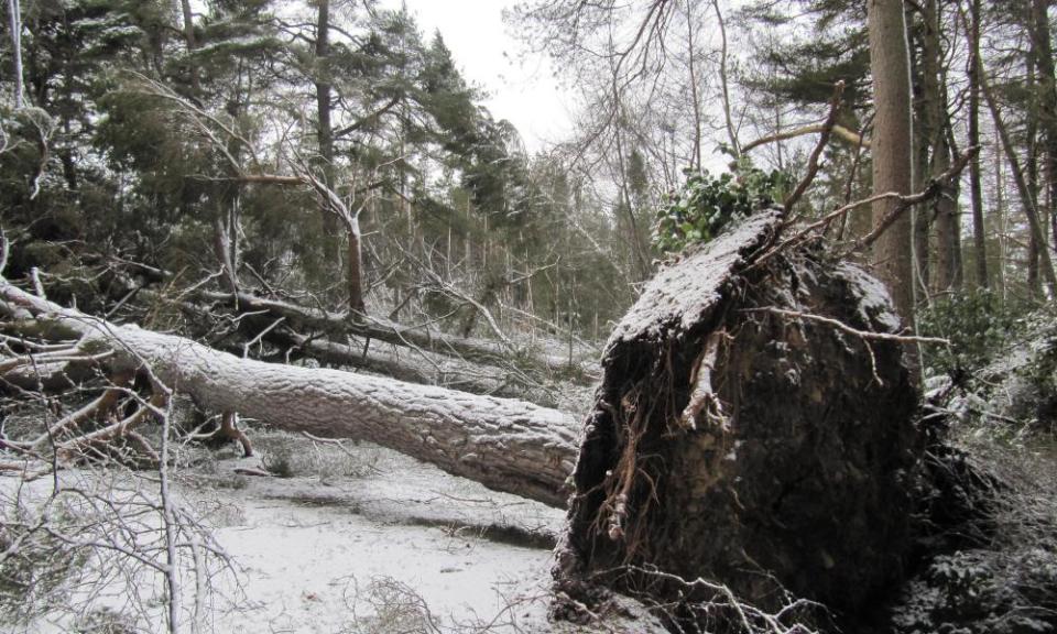 Storm Arwen damage in Northumberland.