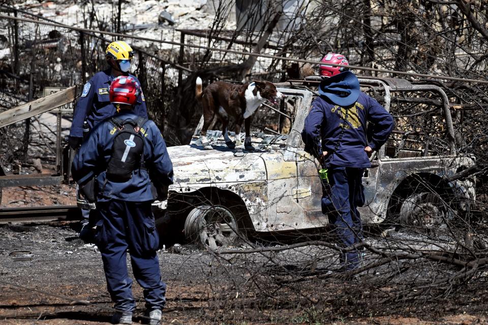 Crews use dogs to search for human remains as they move from structure to structure and car to car on Thursday, Aug. 17, 2023. Response to the Maui fire that destroyed a large portion of the town of Lahaina, Hawaii, continues to come from neighboring islands and the mainland. | Scott G Winterton, Deseret News