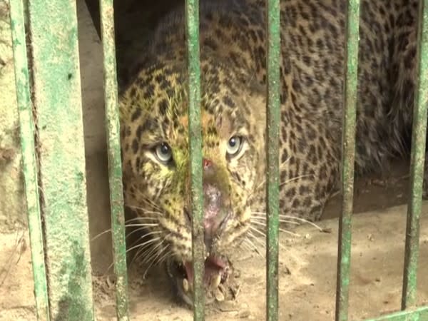 The suspected man-eater leopard (Photo/ANI)