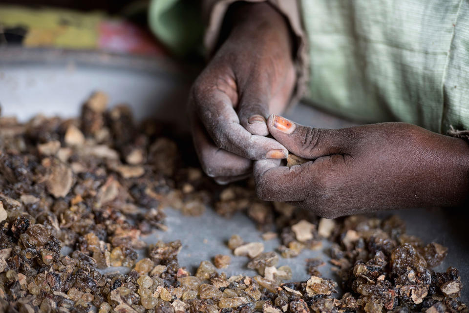 The world’s last wild frankincense forests