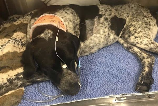 Dozer required surgery to have fluid drained from his lungs. Photo: Facebook