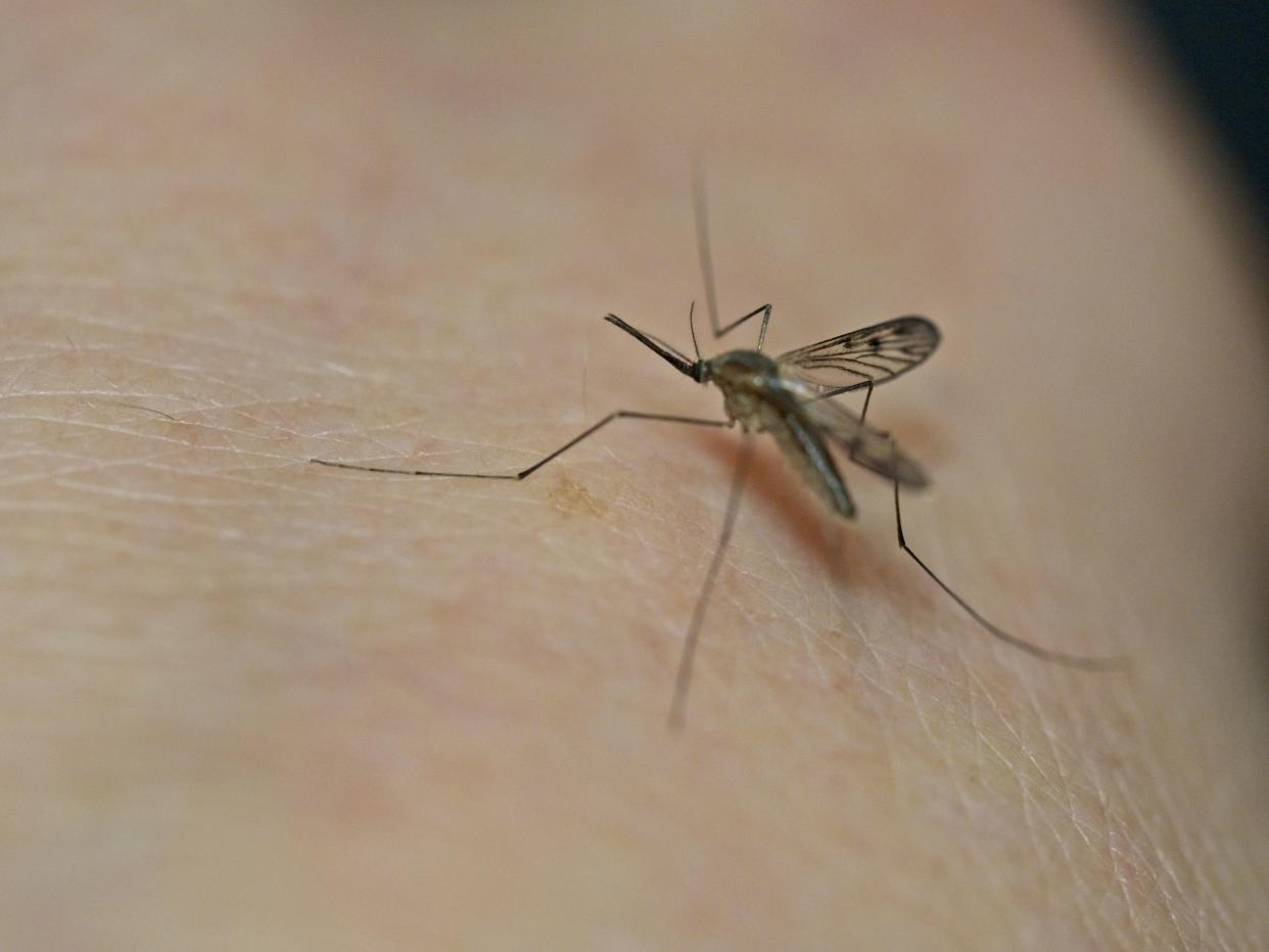 Close-up photo of a mosquito on human skin.