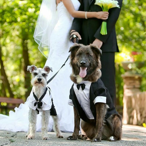 This suited-up canine couple is stealing the show! No wonder they’re the focus of this photo. 