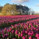 <p>What a pretty sea of tulips! Over in Norfolk, this stellar field is famous for its beautiful colour palette, drawing in a steady crowd of visitors. Make sure not to miss out on seeing these...</p><p><a class="link " href="https://www.norfolktulips.co.uk/" rel="nofollow noopener" target="_blank" data-ylk="slk:MORE INFO;elm:context_link;itc:0;sec:content-canvas">MORE INFO</a></p><p><a href="https://www.instagram.com/p/COYHtzQDIeZ/" rel="nofollow noopener" target="_blank" data-ylk="slk:See the original post on Instagram;elm:context_link;itc:0;sec:content-canvas" class="link ">See the original post on Instagram</a></p>