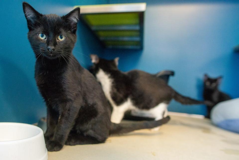 This Capital-Journal photo taken in October shows cats at Topeka's Helping Hands Humane Society shelter, which recently received thousands of dollars worth of donations as a result of the #BettyWhiteChallenge.