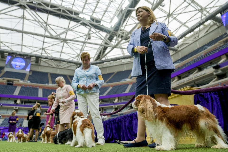 Entrants compete in the Cavalier King Charles Spaniel breed judging in Arthur Ashe Stadium during the 147th Westminster Kennel Club Dog show, Monday, May 8, 2023, at the USTA Billie Jean King National Tennis Center in New York. (AP Photo/John Minchillo)