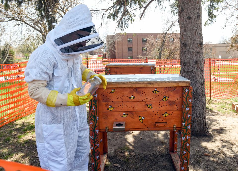 Students beekeeper Brayden Harris checks the sugar water levels of the new apiaries on Tuesday, May 10, 2022, at Augustana University in Sioux Falls.