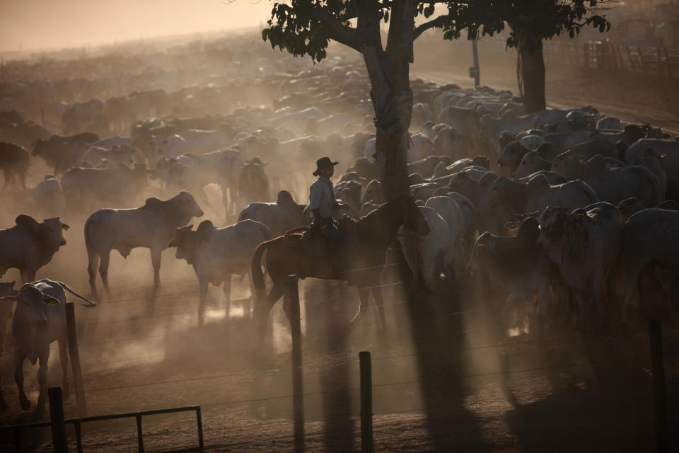 Cattle graze in a ranch in Barretos, Brazil. (Photo: Dado Galdieri/Bloomberg via Getty Images)