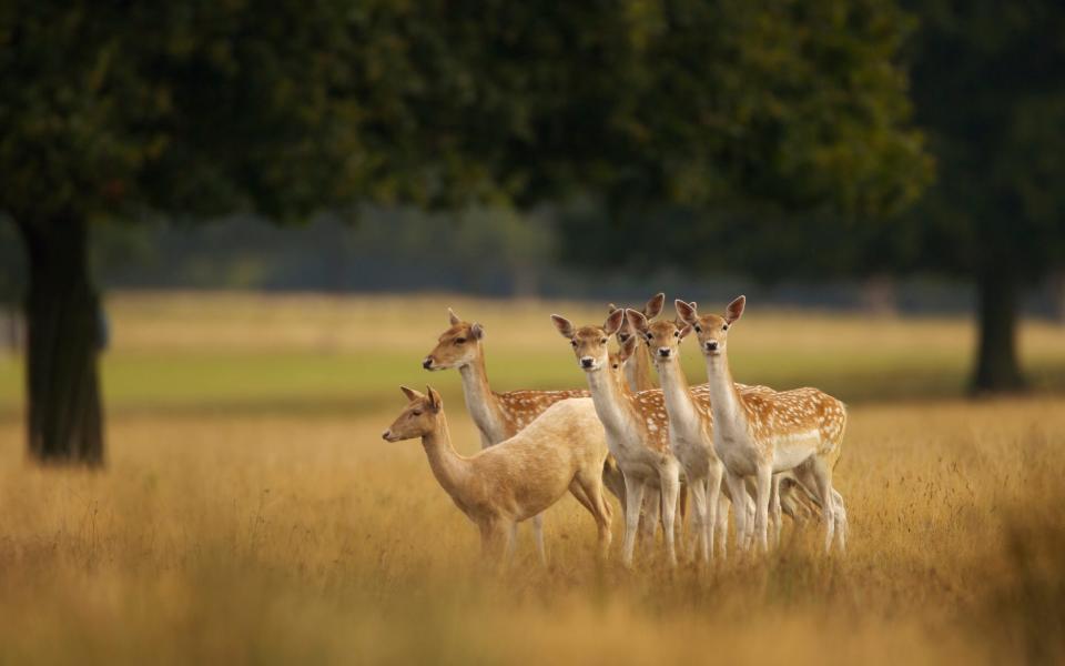 Fallow deer - Getty