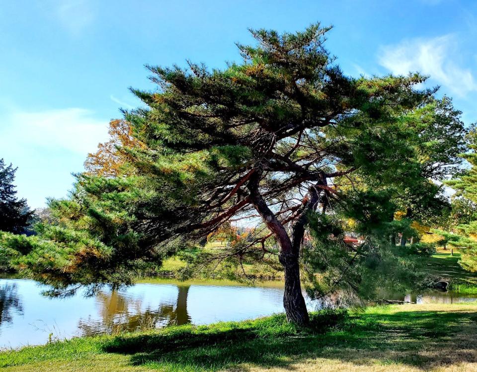 One of Professor Stuart Allison's favorite trees is this Scotch pine at Lake Storey, which he says gives the appearance of ancient age obtained in a harsh environment — rather like trees grown for bonsai.