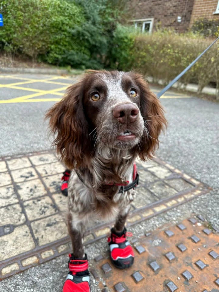 The 11-month-old has a special pair of heat-resistant boots so her paws don't get burned. (SWNS)