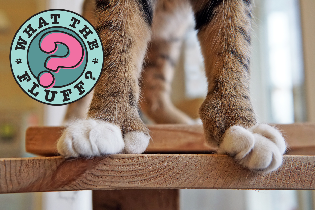 polydactyl cat standing on wooden table