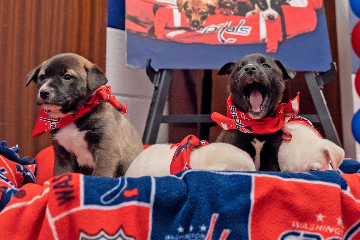 puppies in a wagon for the Washington Captials Canines Night