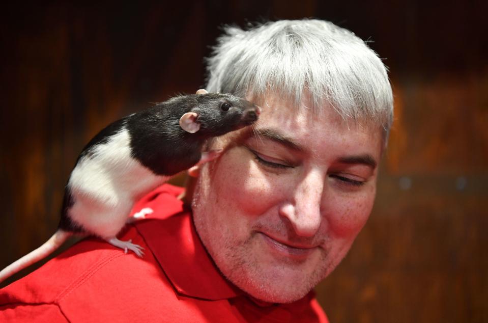 Charlotte, la rata, se apoya en el rostro de Garth Honhart durante la celebración de un Rat Cafe en San Francisco en 2017. Foto: JOSH EDELSON / AFP / Getty Images)