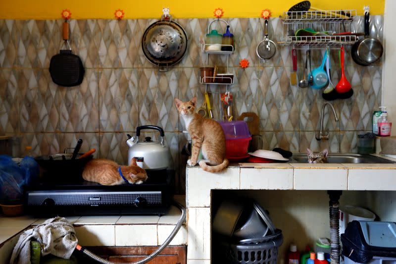 Cats are pictured in the kitchen of a cat shelter called "Rumah Kucing Parung" in Bogor