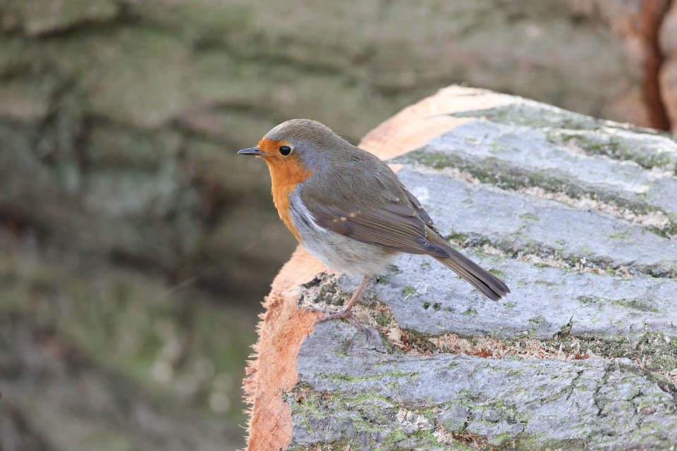 Robin bird perched on a wooden log