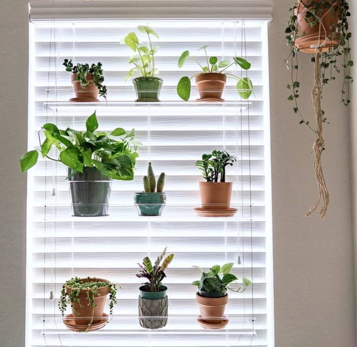 Make sure your house plants get the proper light they need by displaying them on this cool acrylic unit. <br /><br /><a href="https://www.awin1.com/cread.php?awinmid=6220&amp;awinaffid=837483&amp;clickref=HPThingsMakePeopleThinkExpertPlantParent--60bf9219e4b04694aec40c23&amp;ued=https%3A%2F%2Fwww.etsy.com%2Fshop%2FIndoorWindowGardens" target="_blank" rel="noopener noreferrer">Indoor Window Gardens</a> is a small business based in South Carolina known for their chic plant storage shelves.<br /><br /><a href="https://www.awin1.com/cread.php?awinmid=6220&amp;awinaffid=837483&amp;clickref=HPThingsMakePeopleThinkExpertPlantParent--60bf9219e4b04694aec40c23&amp;ued=https%3A%2F%2Fwww.etsy.com%2Flisting%2F130803004%2Fwindow-plant-shelf-hanging-shelf-plant" target="_blank" rel="noopener noreferrer"><strong>Get it from Indoor Window Gardens on Etsy for $74+ (available in three styles and five mounting options).</strong></a>