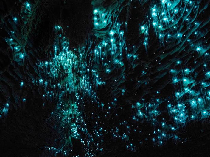Small blue fluorescent balls of glow worms scatter over the dark cave walls.
