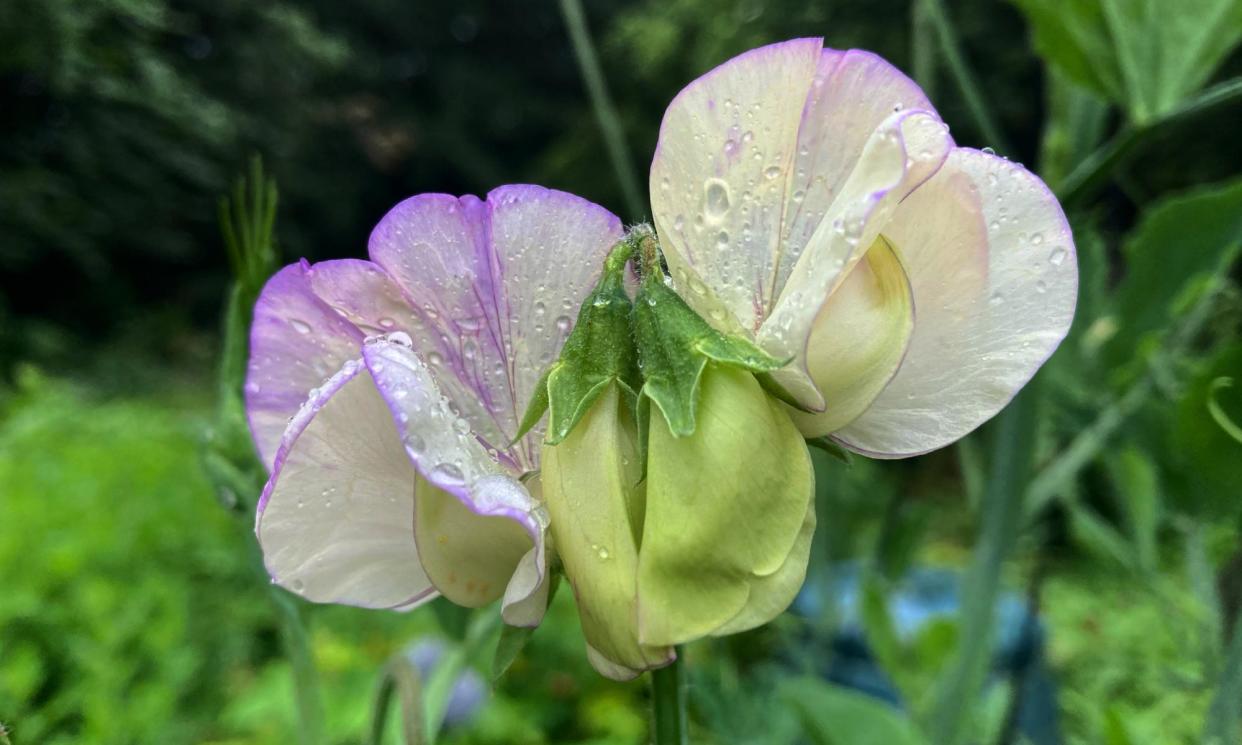 <span>Purple rain: delicate sweet peas soon to flower on the plot.</span><span>Photograph: Allan Jenkins</span>