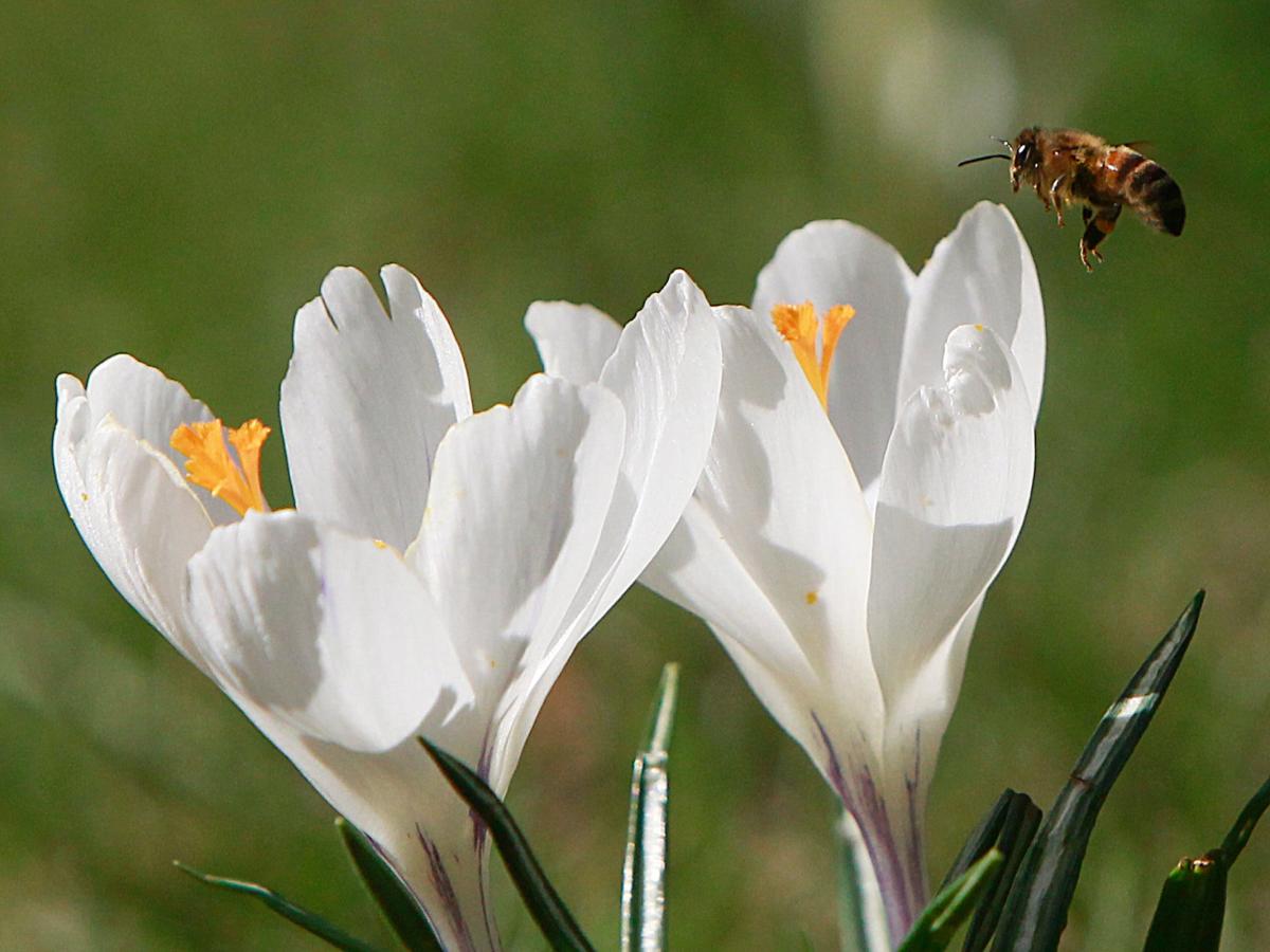 When does spring begin? Here's when the first day of spring falls in 2024