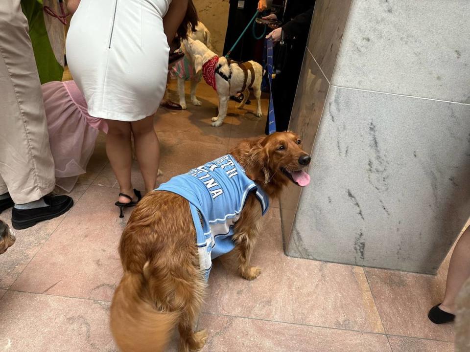 Mossy participates in the Bipawtisan Howl-o-ween Dog Parade on Oct. 31, 2023, in Washington, DC. Danielle Battaglia/dbattaglia@mcclatchy.com