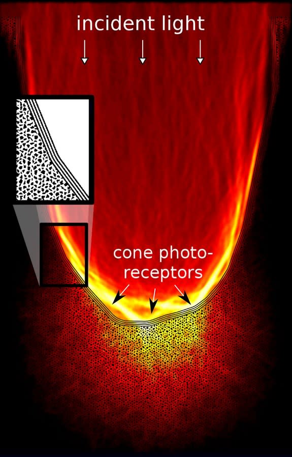 Light amplification by photonic-crystal light collector onto photoreceptor cells in the retina of the elephantnose fish.