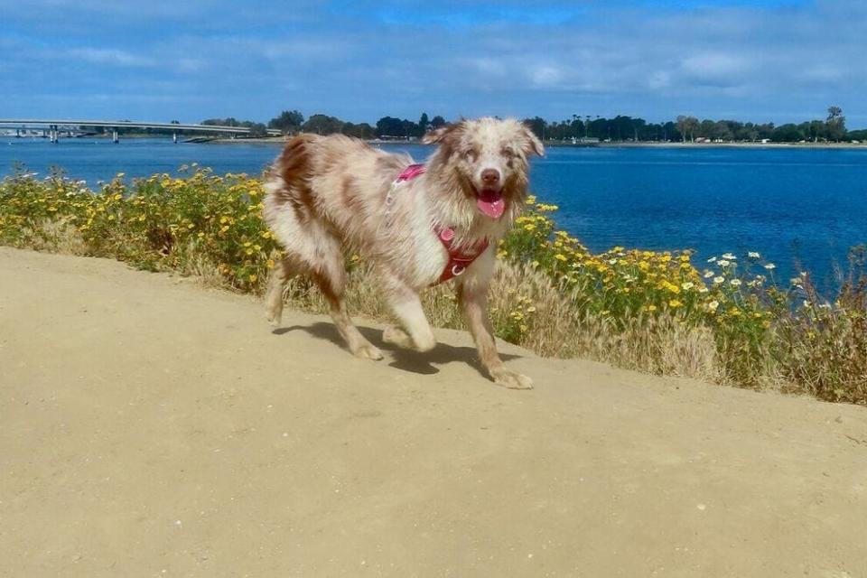 Hay mucho espacio para jugar en Fiesta Island