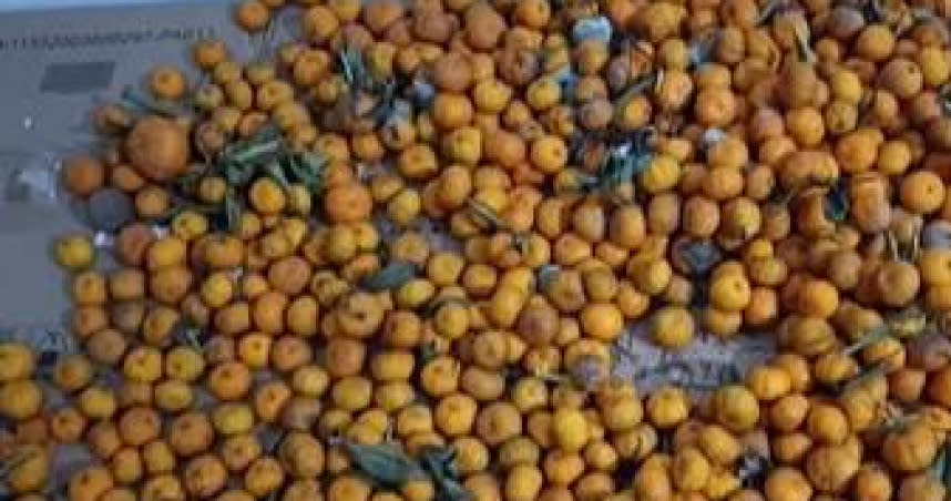 湖南長沙有媽媽買了900斤橘子等女兒回家吃。（圖／翻攝自白鹿視頻）
