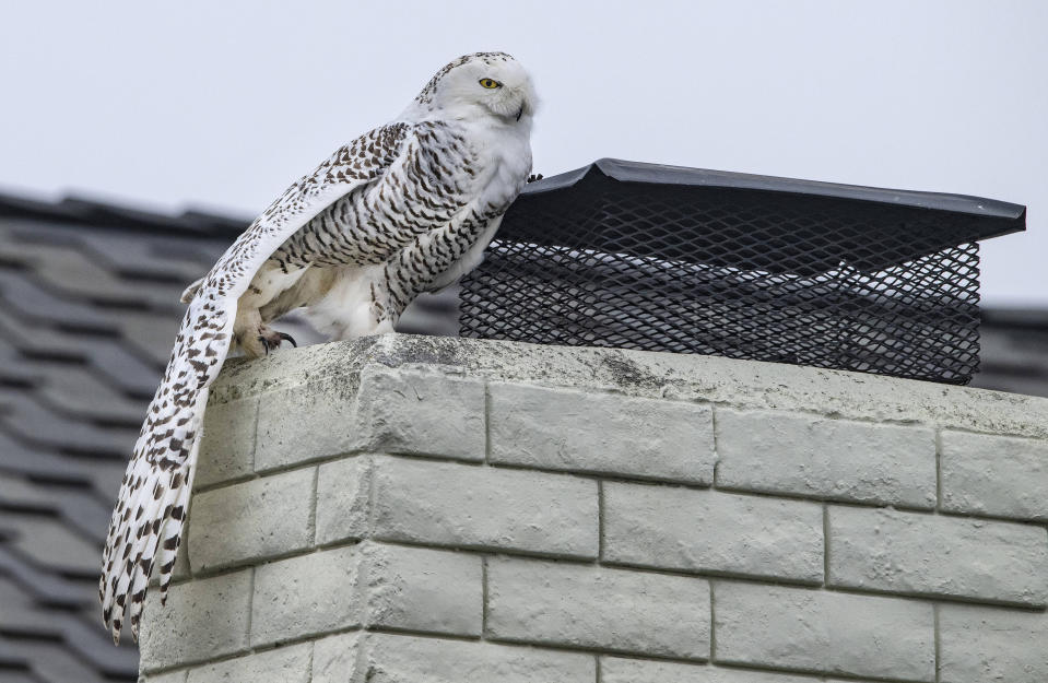 A snowy owl stretches out its wing as it perches on the top of a chimney of a home in Cypress, Calif., on Tuesday afternoon, Dec. 27, 2022. Crowds of bird watchers have been showing up in an Orange County neighborhood to gawk at a snowy owl, a species normally found around the North Pole, Canada and northern U.S. states. (Mark Rightmire/The Orange County Register via AP)