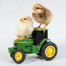 <p>A couple of chicks sit on a John Deer tractor. (Photos: Alexandra C. Daley-Clark/sillychickens.com) </p>