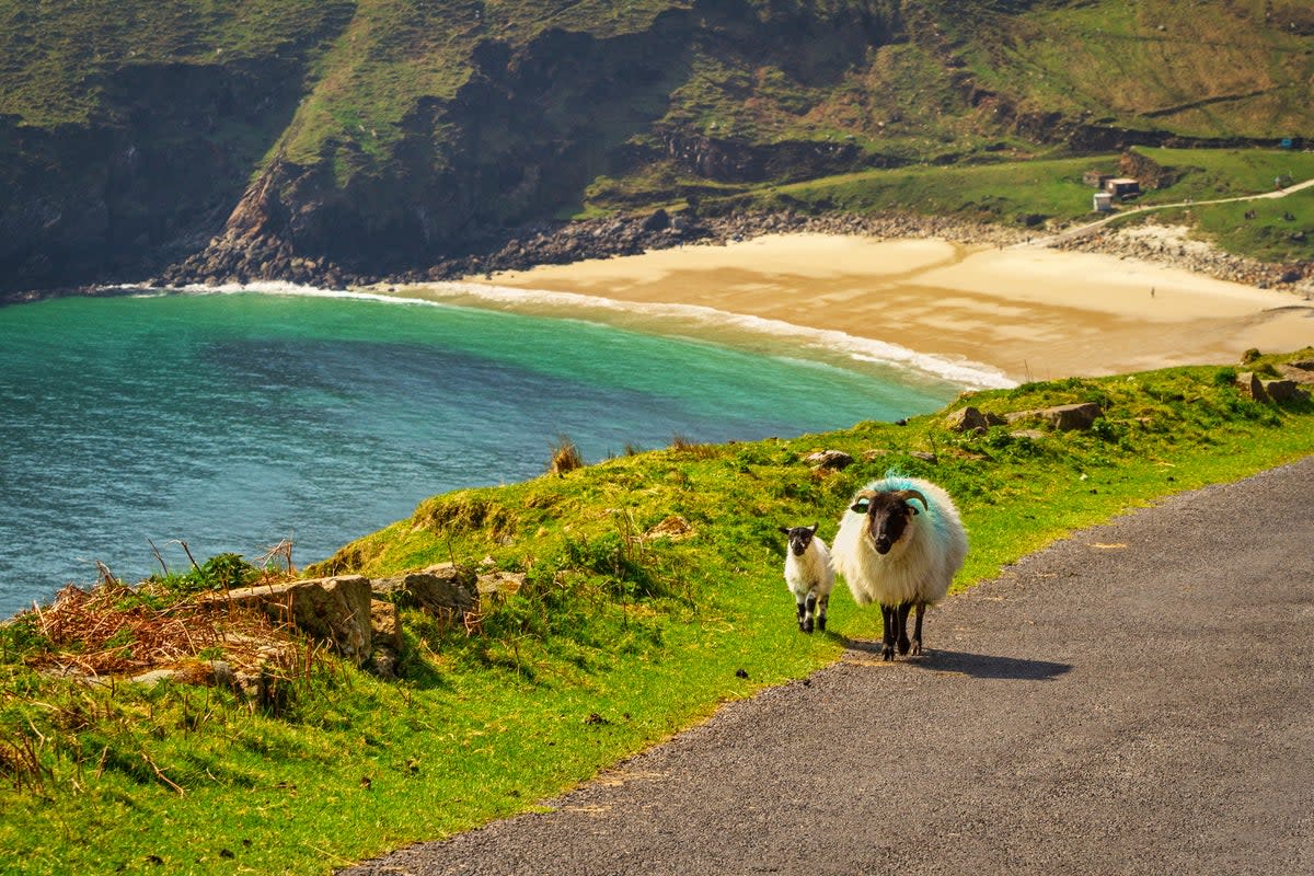 You may not encounter many people in the countryside, but you’re bound to cross paths with sheep (Getty Images/iStockphoto)