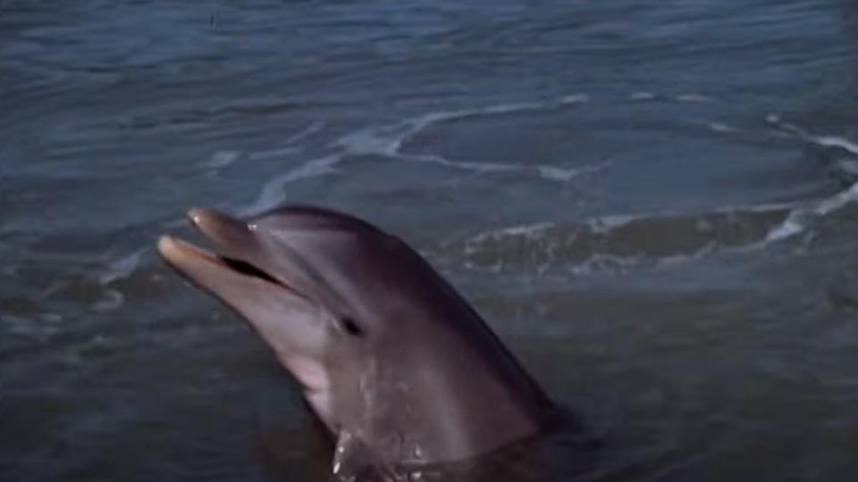 Flipper