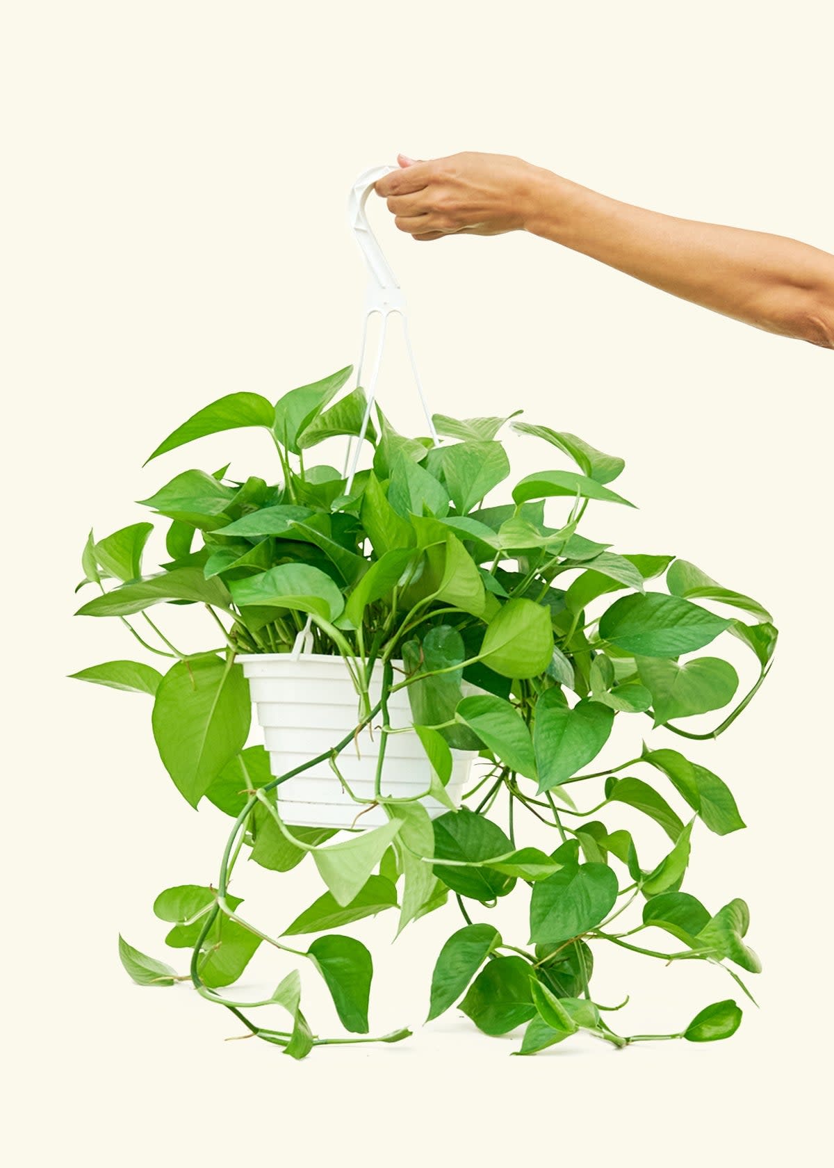 <p><a href="https://heyrooted.com/products/jade-pothos-epipremnum-aureum-large" rel="nofollow noopener" target="_blank" data-ylk="slk:Shop Now;elm:context_link;itc:0;sec:content-canvas" class="link rapid-noclick-resp">Shop Now</a></p><p>Jade Pothos </p><p>heyrooted.com</p><p>$42.00</p><span class="copyright">Rooted</span>