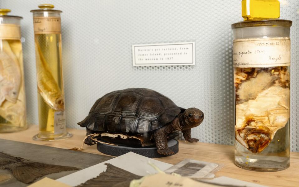 A tortoise found by Charles Darwin in the Galapagos almost 200 years ago