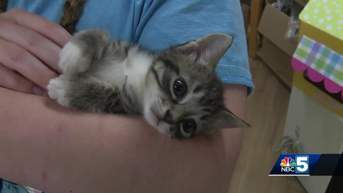 Vermont cat cafe owner destroys her own store to save kittens 