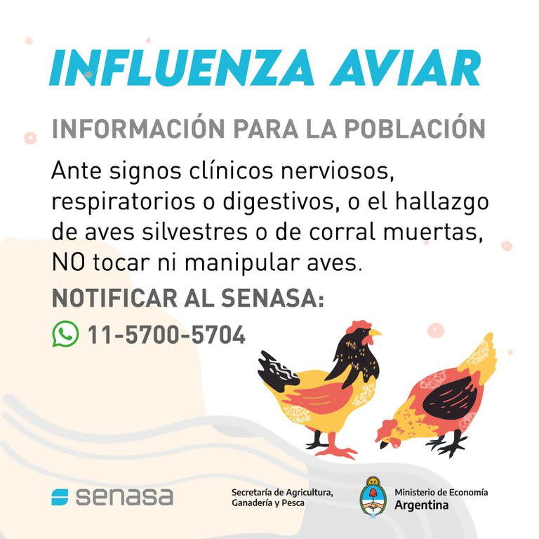 A dónde llamar en caso de sospecha de influenza aviar en gallinas