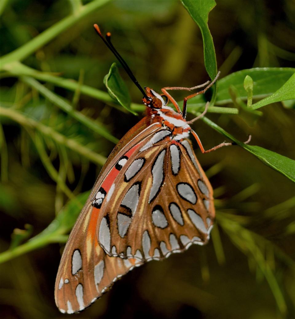 A Gulf fritillary butterfly is part of the southeastern fauna that fascinated E. O. Wilson growing up and throughout his professional career. [Photo courtesy Parker Gibbons]