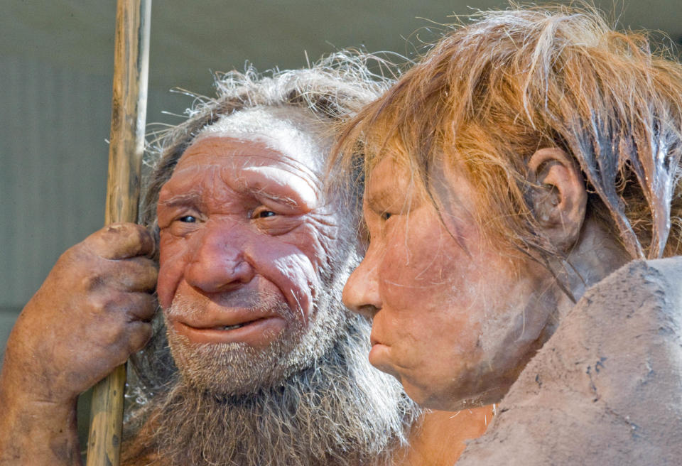 ARCHIVO - Foto de archivo, 20 de marzo de 2009, de una reconstrucción de neandertales en el museo neandertal en Mettmann, Alemania. Tratar de explicar los casos de canibalismo entre nuestros antecesores evolutivos es un reto para la ciencia. Un nuevo estudio sugiere que probablemente no se practicaba solo para comer. (AP Foto/Martin Meissner)