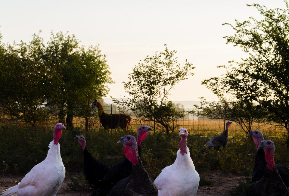 The heritage turkeys at Frank Reese's Good Shepherd Poultry Ranch have acres upon acres to roam. (Photo: Heritage Foods)