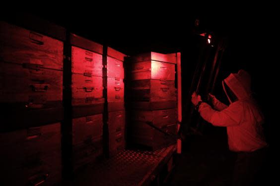 Under a red glow, Payen unloads the beehives from his truck (EPA)