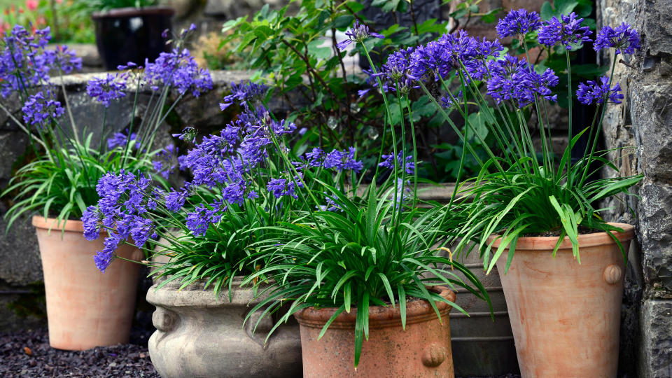 Choose the right perennial plants for pots and you can enjoy eye-catching combinations of color, texture and scent throughout summer and beyond